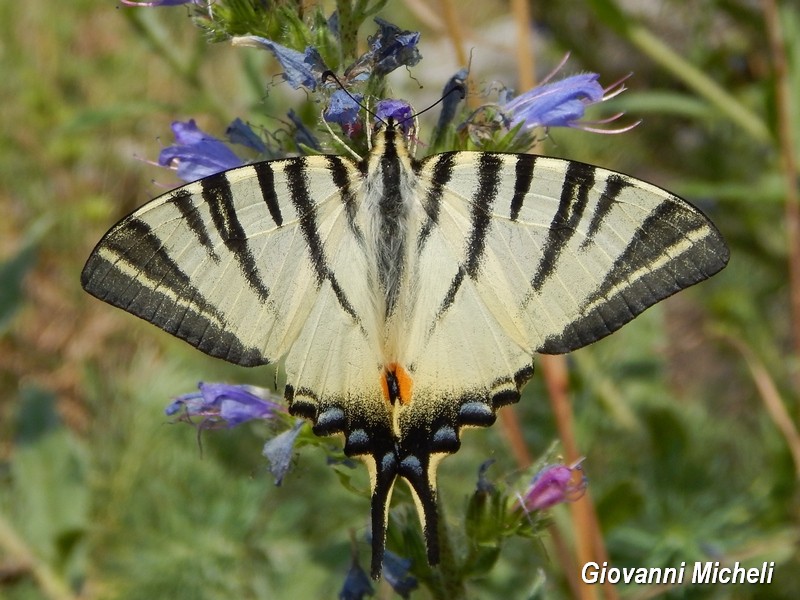 Iphiclides podalirius.....il pi bello!